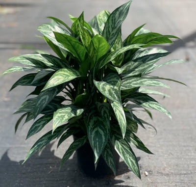 10" Aglaonema Tigress
